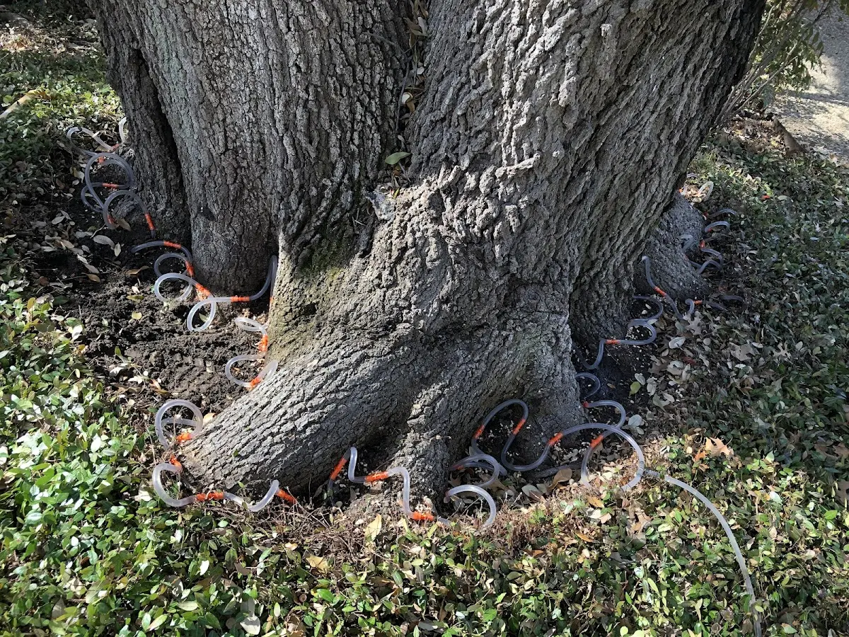 Detailed Tree Cabling and Bracing job site in Indian Mound