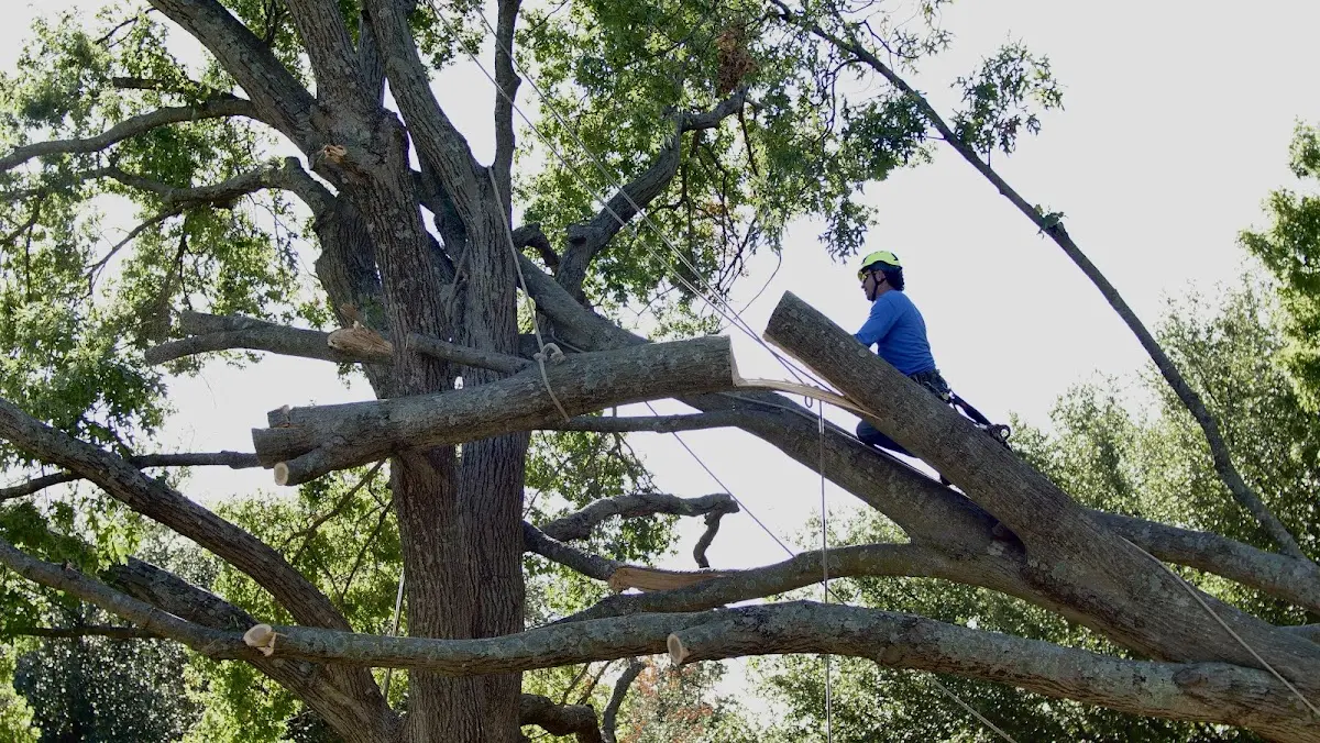 Professional Crown Thinning performed by certified arborists in Indian Mound