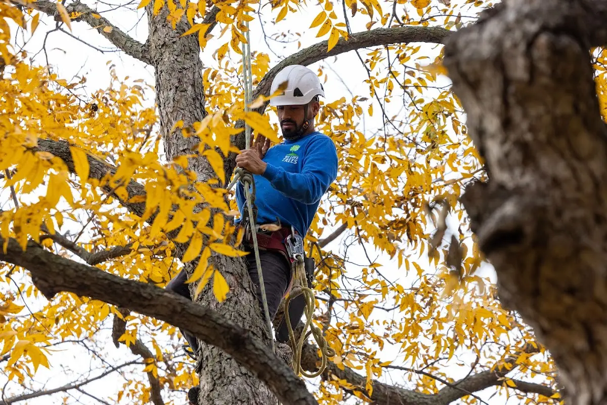 Skilled Tree Pruning crew working in Indian Mound